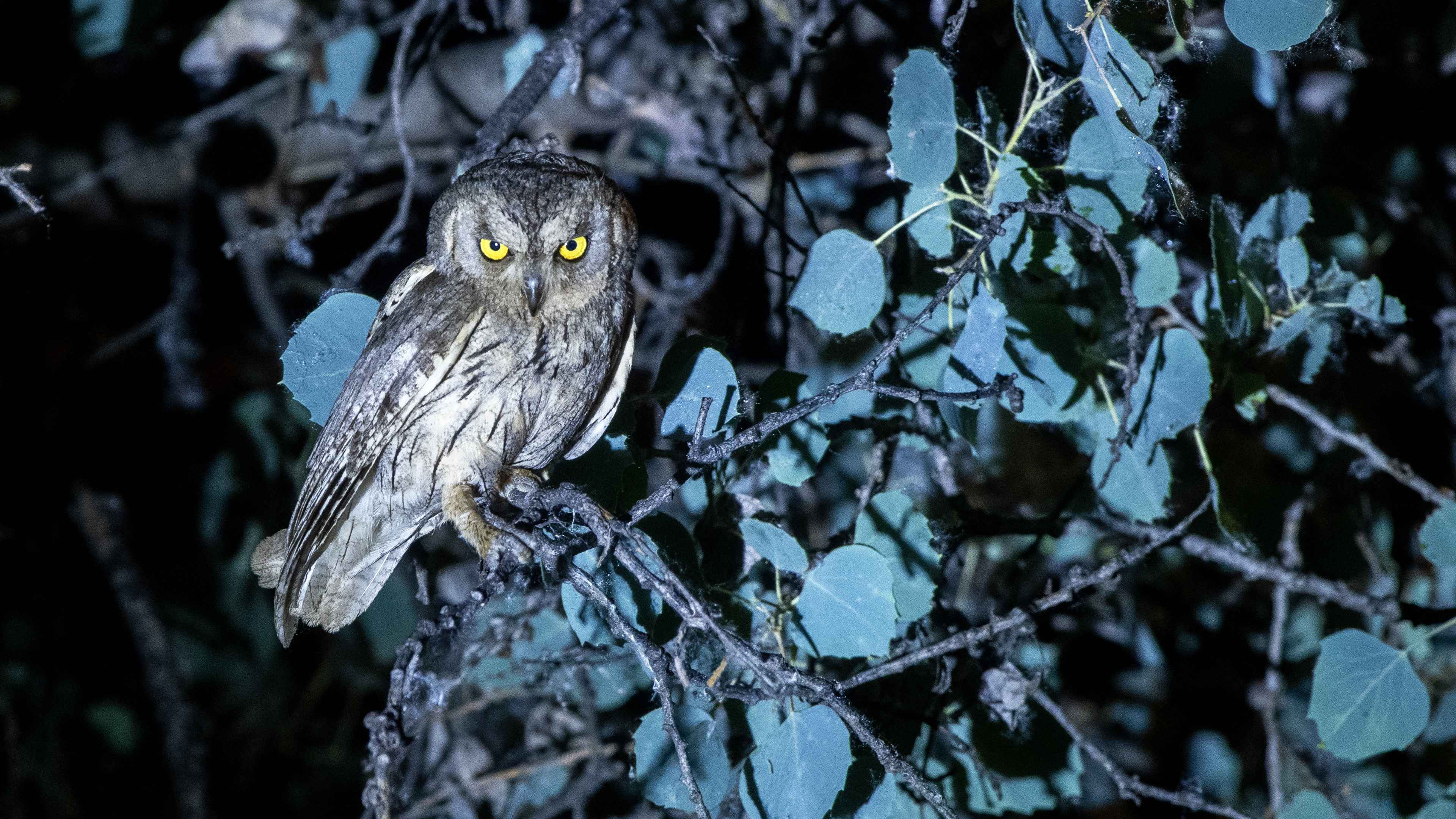 Pallid Scops-Owl